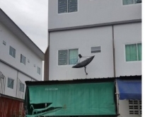 ขายอาคารพาณิชย์ 3 ชั้น  บ้านบึง ชลบุรี