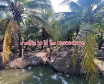 ที่ดิน ดำเนินสะดวก ราชบุรี