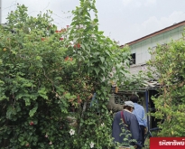 ขายด่วน!! ที่ดินพร้อมสิ่งปลูกสร้าง ขนาด 156 ตรว. คลองข่อย ปากเกร็ด นนท