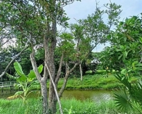 ที่ดินบ้านสวนคลอง14แปลงสวยที่ดินบ้านสวนใกล้เมือง T.062-1574449