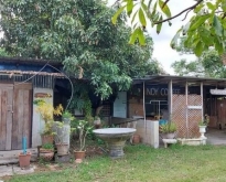 บ้านสวนสารภี  เนื้อที่กว้าง  สวนผลไม้พร้อมบ้าน 6-7 หลัง