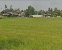 POR3521ขายที่ดิน 40 ไร่ โพธาราม ราชบุรี แหล่งชุมชน ใกล้แยกบางแพ