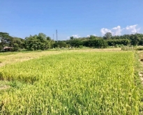 ที่นาวิวภูเขาสวย 2-1-75 ไร่ แม่ริม ใกล้เมืองเชียงใหม่