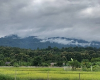 ที่นาวิวภูเขาสวย 2-1-75 ไร่ แม่ริม ใกล้เมืองเชียงใหม่