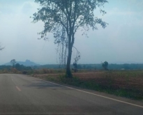 ขายที่ดินติดถนนลาดยาง หน้ากว้าง 200ตรว.