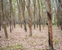 ขายที่พร้อมต้นยางอายุเกิน20ปี