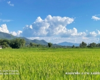 ขายที่ดินสวย 5-0-35 ไร่ บ้านนาจลอง อ.ปาย แม่ฮ่องสอน, ใกล้วัดนาจลอ