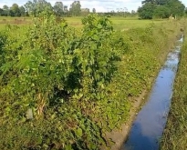 ขายที่ดินทุ่งนา บ้านนาเพียง ต.สำราญ อ.เมืองขอนแก่น 8-0-23.8 ไร่