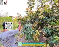 ที่ดินบางบอน 4 ไร่ บางบอน 3 ซอย 8