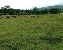 ขายที่ดินสวนเกษตร และ เลี้ยงสัตว์ ติดแม่น้ำน่าน