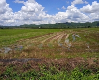 ขายที่ดิน อำเภอเชียงแสน จังหวัดเชียงราย
