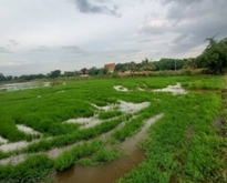 ขายที่ดินเปล่า ลาดหลุมแก้ว ปทุมธานี