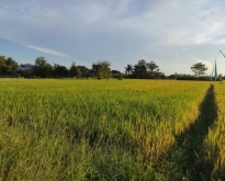 ที่นาวิวสวย  ติดถนน ติดลำเหมือง ใกล้เทศบาลป่าบง สารภี