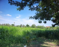 ขายที่ดินแปลงสวย ขนาด 5 ไร่ 3 งาน 41 ตร.ว.