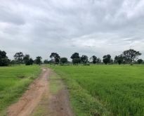 ขายที่ดิน 6 ไร่  หมู่บ้านกลาง ต.ขะยูง อ.อุทุมพรพิสัย จ.ศรีสะเกษ
