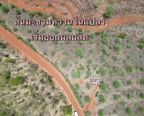 ขายที่ดินเริ่ม250ว.105,000บ.ฟรีโอน ต.บ้านกลาง หล่มสัก เพชรบูรณ์