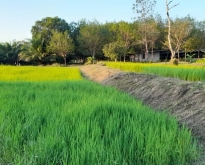 ขายที่ดิน 40 ไร่  ติดถนน หน้ากว้าง 58 เมตร ใกล้อบต.อุ่นเหม้า นครพ