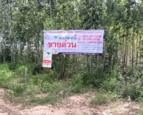 ที่ดินพร้อมสวนป่ายูคาลิปตัส 20-0-18 ไร่ สันป่าตอง นาเชือก มหาสารค