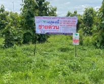 ที่ดินพร้อมต้นสัก 52-0-99 ไร่ ต.เขาทราย อ.ทับคล้อ จ.พิจิตร