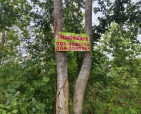ขายด่วน ที่ดิน5ไร่  บ้านกลาง จังหวัดเพชรบูรณ์