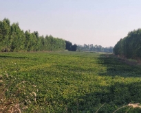 ขายที่ดินทำเลทอง 10 ไร่ แขวงสลกบาตร  จังหวัดกำแพงเพชร
