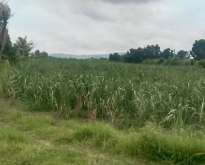 ขายที่ดินพานทองหนองหงษ์
