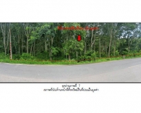 ขายที่ดิน ตำบลบ้านพร้าว อำเภอป่าพะยอม จังหวัดพัทลุง