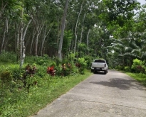 ขายที่ดินสวนยางพารา อำเภอบางขัน จังหวัดนครศรีธรรมราช เนื้อที่ 33