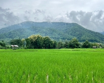 ที่ดิน...วิวดอยภูคา...ใกล้แหล่งชุมชน...ใกล้แหล่งท่องเที่ยว