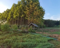 ไฮไลท์ทรัพย์เช่าผ่อนซื้อได้ที่นี่  ที่สวย18-ไร่เศษร่ หนองคาย
