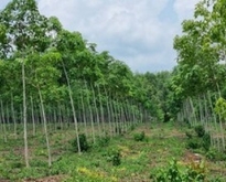 ขายที่ดินพร้อมสวนยาง 41ไร่ ในตัวเมืองจังหวัดตราด ใกล้ตลาด