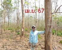 ขายที่ดิน   6 ไร่ 1 งาน 86.3 ตารางวา จังหวัดแพร่