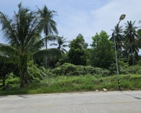 ขายที่ดินเปล่า เกาะพะงัน ติดถนนหลัก อยู่ในแหล่งชุมชน ทำเลดี