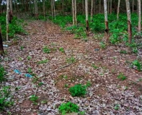 ขายด่วนที่ดิน พร้อมสวนยาง ทำเลทอง  อ.โป่งน้ำร้อน จ.จันทบุรี