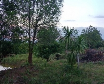 ขายที่ดินปากช่อง อยู่เนินเขา น้ำไม่ท่วม อากาศดี 14-2-67 ไร่ 08130