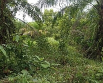 ขายที่ดินสวนปาล์ม ท่าศาลา 1,200,000 บาท  นครศรีธรรมราช