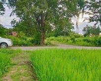 ขายที่ดิน 22-1-22 ไร่ หมู่บ้านล้านตอง อ.สันกำแพง เชียงใหม่