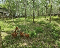 ขายที่ดิน  ต. เชียงคาน อ. เชียงคาน จ. เลย