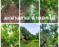 ขายบ้านเดี่ยว 2 ชั้น พร้อมสวนมะม่วงน้ำดอกไม้