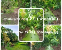ขายบ้านเดี่ยว 2 ชั้น พร้อมสวนมะม่วงน้ำดอกไม้