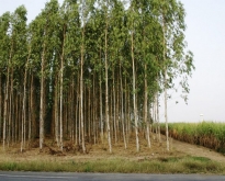 ขายที่สวนยูคาลิปตัส เนื้อที่ 20 ถึง 50 ไร่ ต.ลาดตะเคียน  จ.ปราจีน